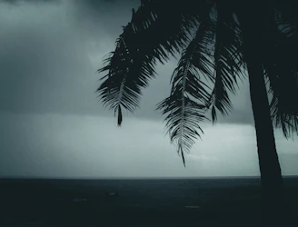 A silhouetted palm tree gently swaying against a grayscale ocean backdrop.
