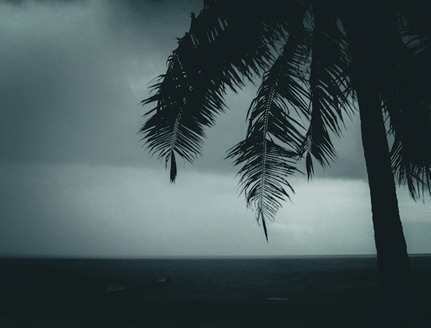 A silhouetted palm tree gently swaying against a grayscale ocean backdrop.