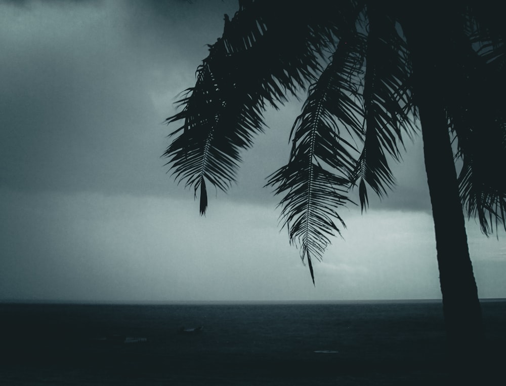 a black and white photo of a palm tree and the ocean