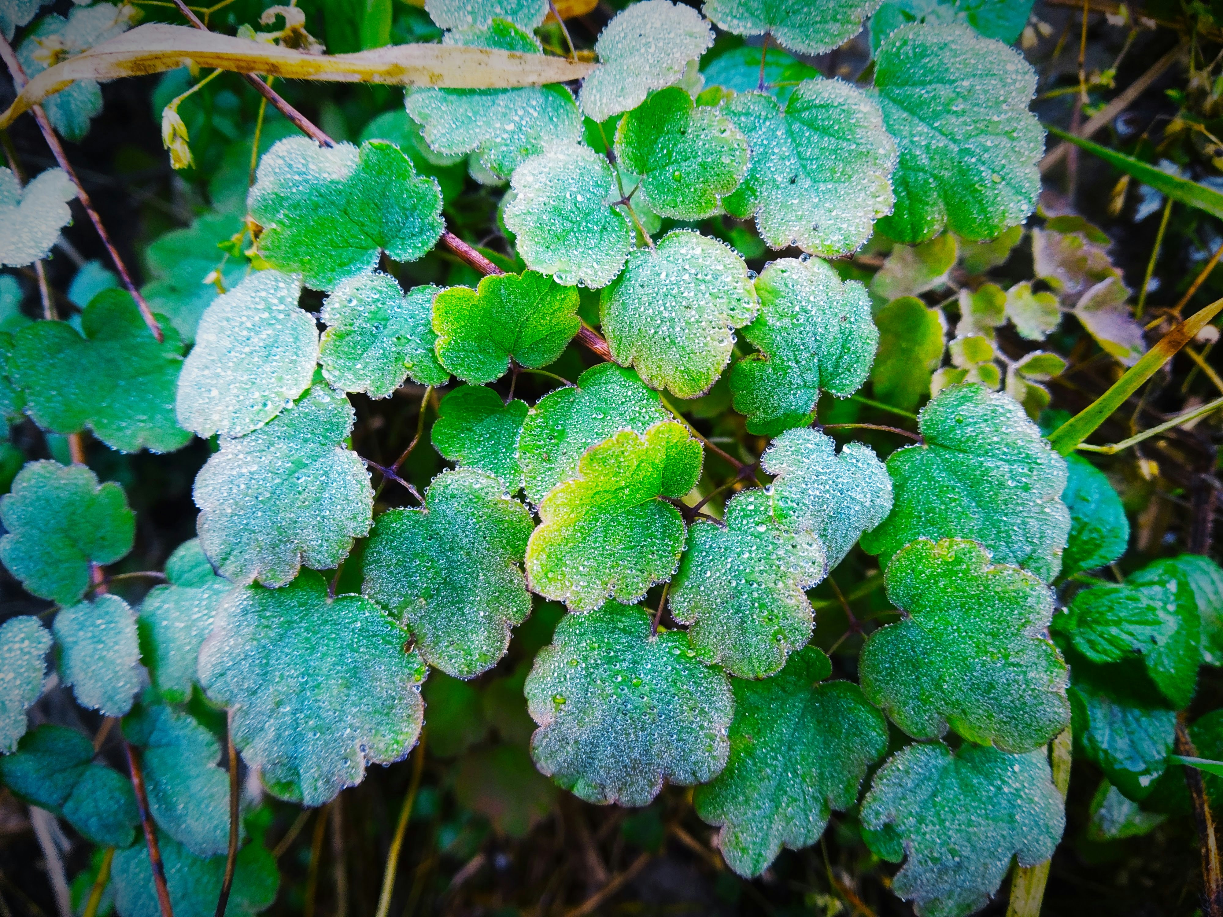 a close up of a plant with green leaves