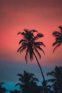A nostalgic poster featuring classic Florida palm trees silhouetted against a fiery sunset sky.