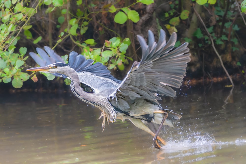 a large bird flying over a body of water