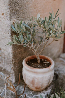 A sleek modern planter holding a small olive tree in a cozy living room corner