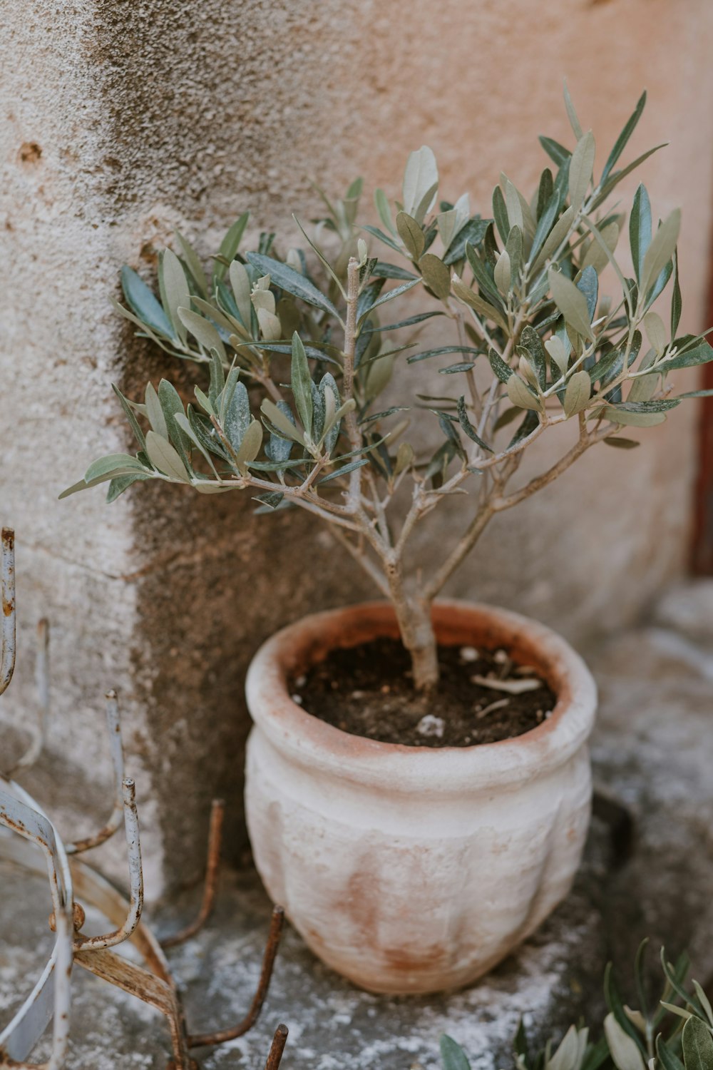 une plante en pot assise à côté d’un mur