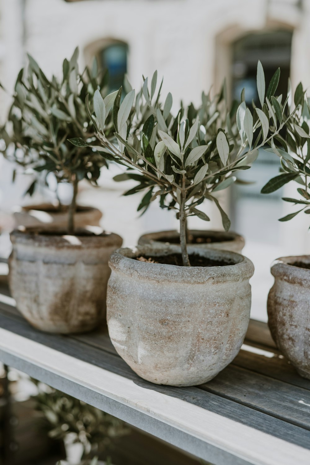 Una hilera de plantas en macetas sentadas encima de una mesa de madera