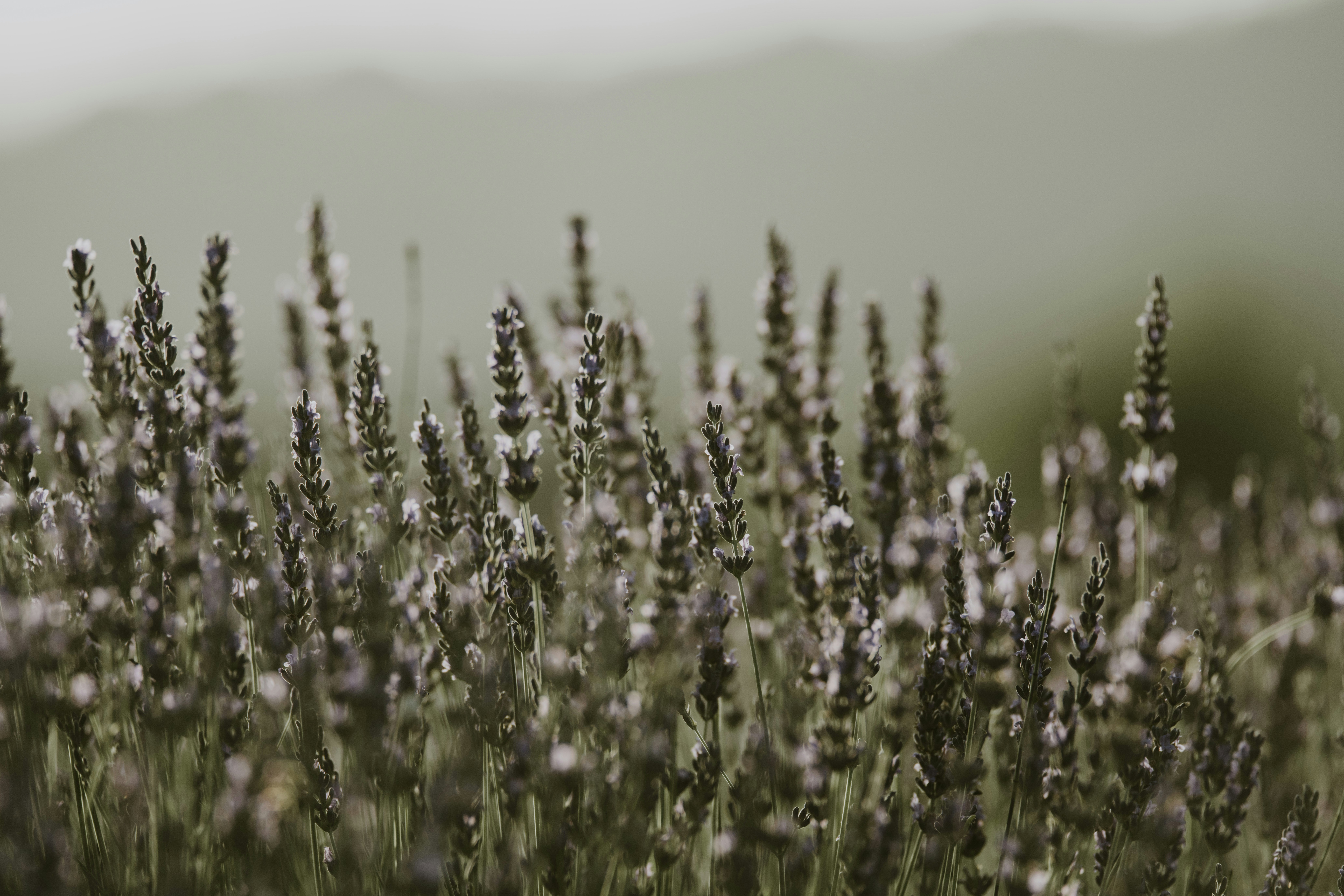 Photo by anitaaustvika