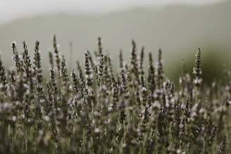A gentle breeze moving through a cluster of lavender buds in soft focus.