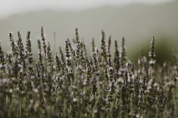A gentle breeze moving through a cluster of lavender buds in soft focus.