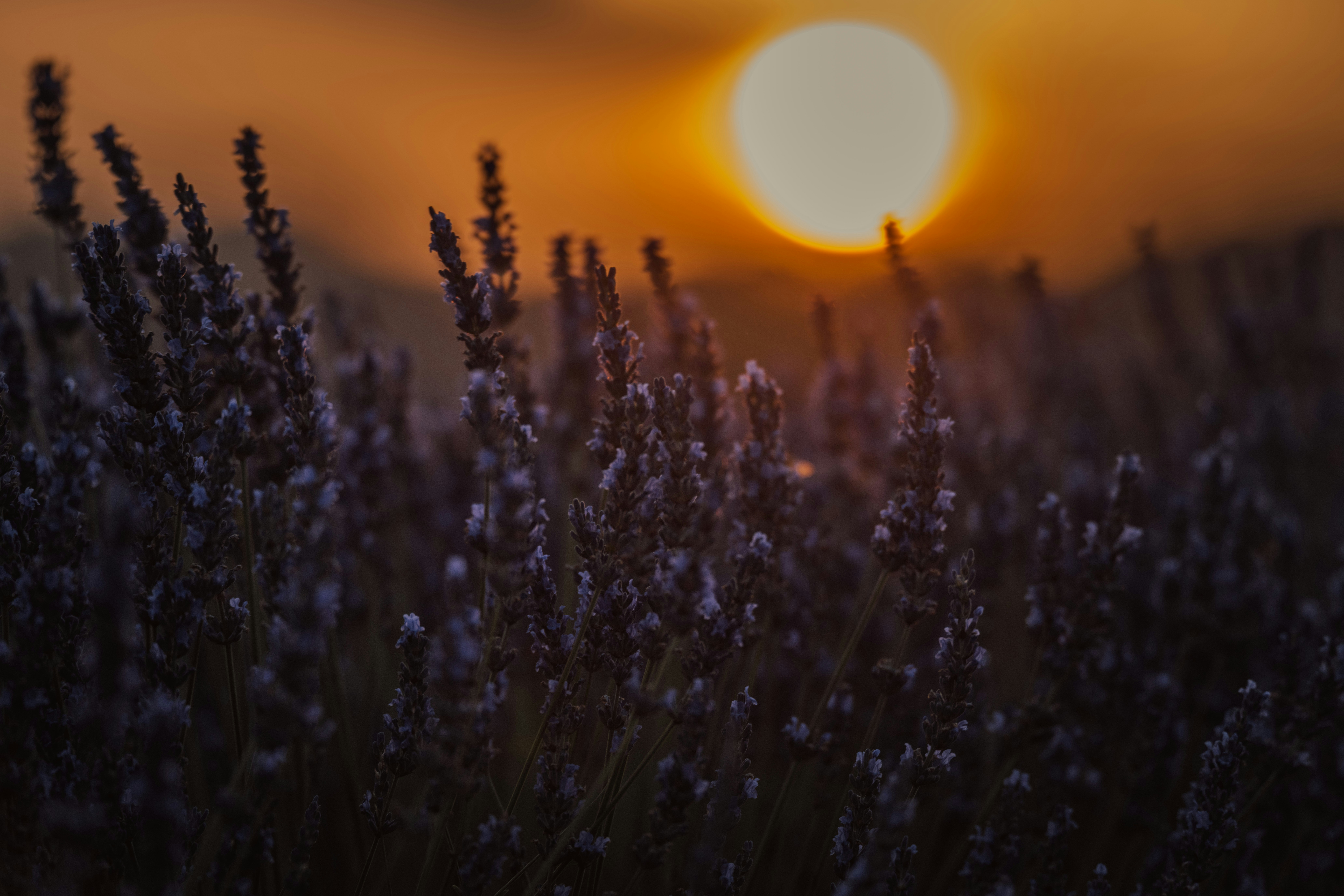 Photo by anitaaustvika