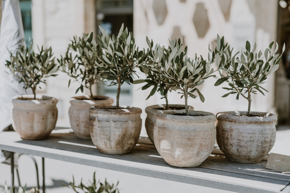 a row of potted plants sitting on top of a table