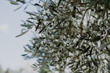 Olive tree branches with small green olives and elongated leaves are set against a clear sky. The sunlight creates a soft and natural look, highlighting the texture of leaves and olives.