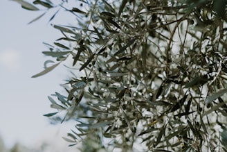 Olive tree branches with small green olives and elongated leaves are set against a clear sky. The sunlight creates a soft and natural look, highlighting the texture of leaves and olives.