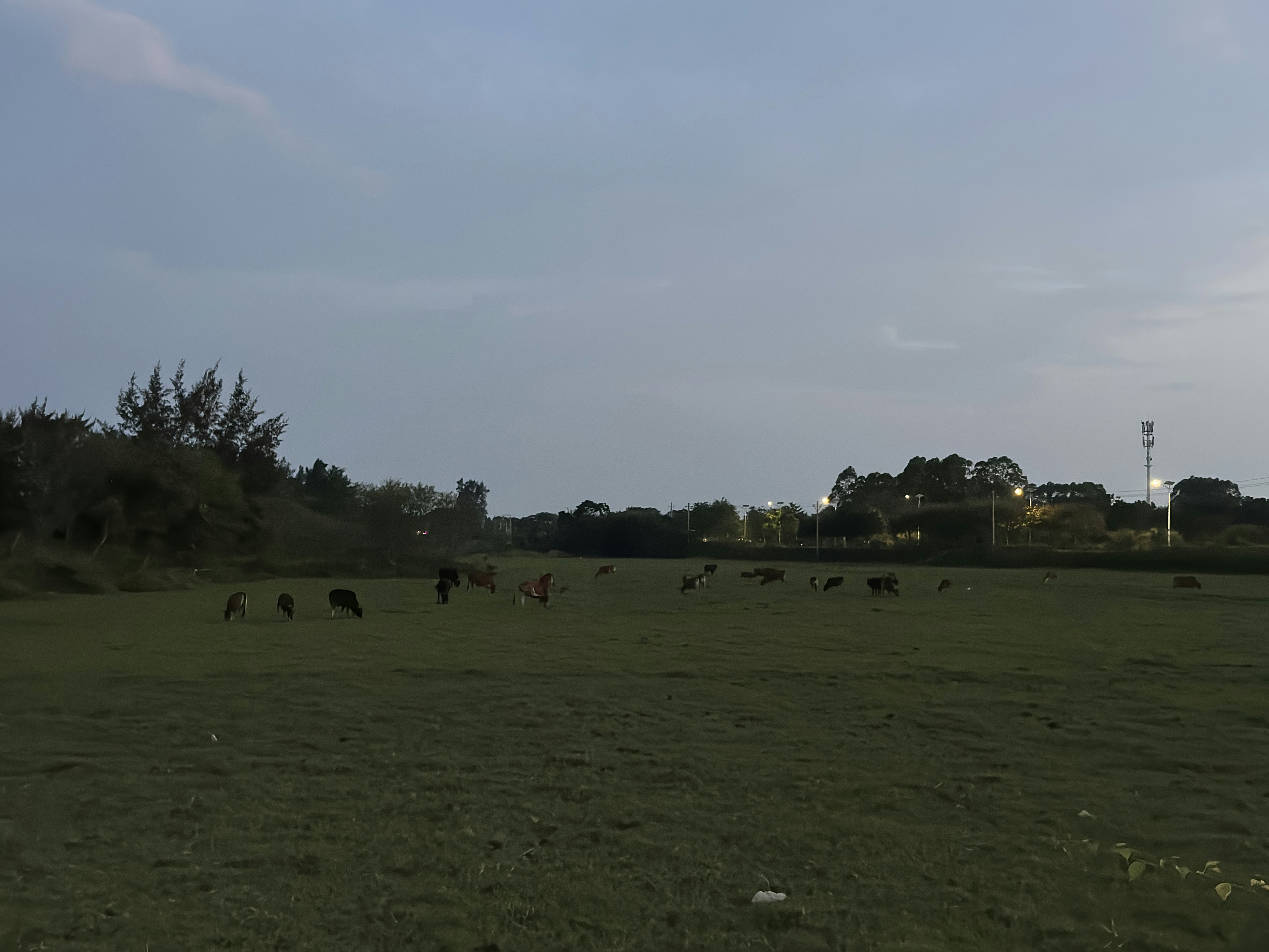 A herd of cattle grazing on a lush green field photo – Free Nature ...