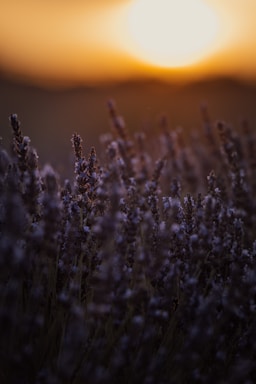 a field of lavender flowers with the sun in the background