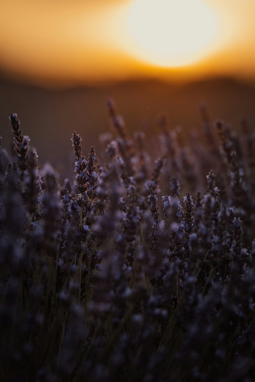 a field of lavender flowers with the sun in the background