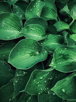 Close-up of azolla leaves showcasing their lush green color.