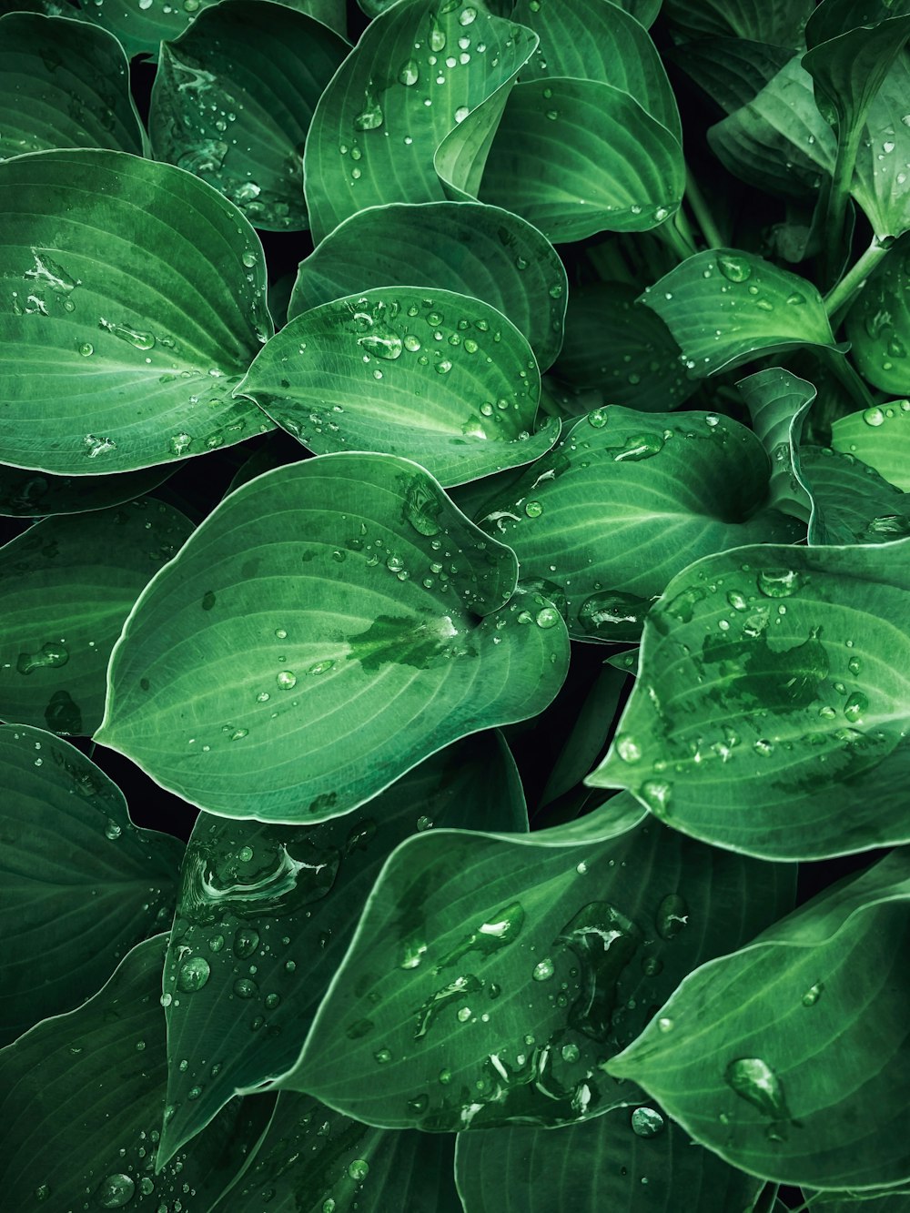 水滴が乗った緑の植物