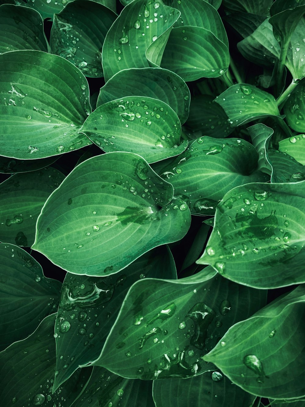 a green plant with water droplets on it