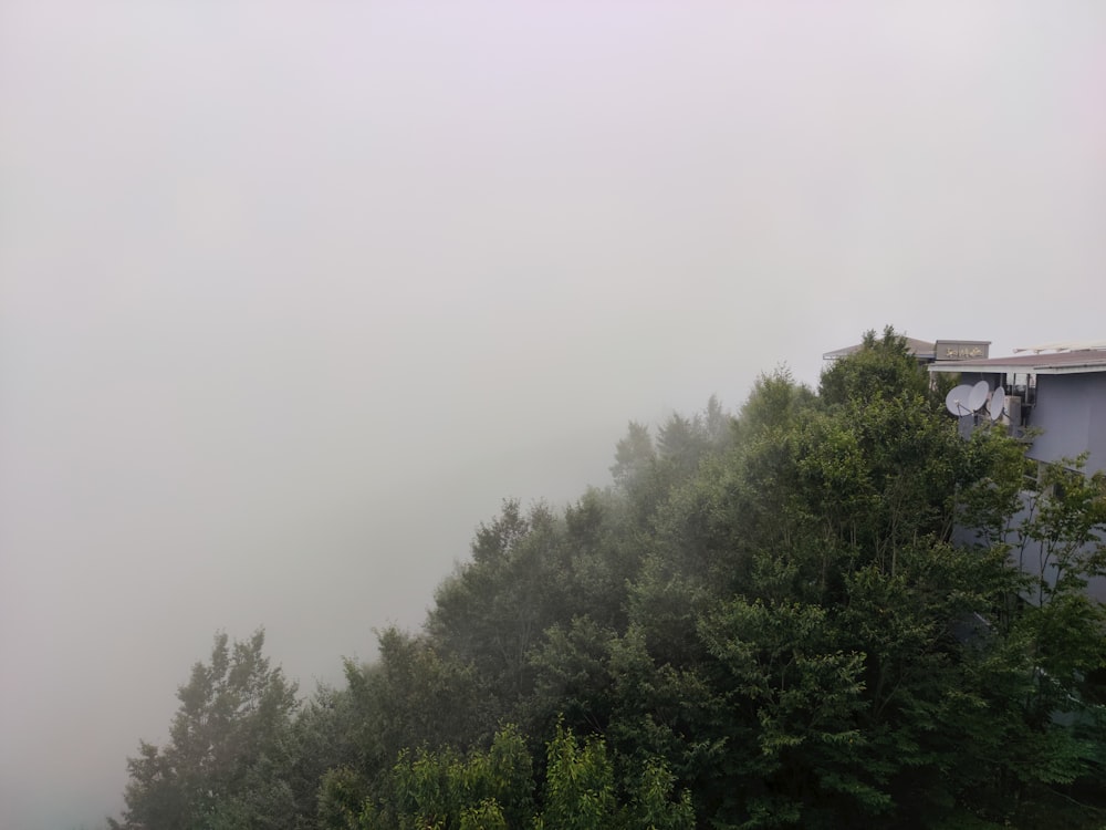 une vue brumeuse sur les arbres et un bâtiment