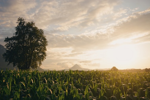 A friendly photo of Joseph Morrison speaking with Idaho farmers in a sunlit field.