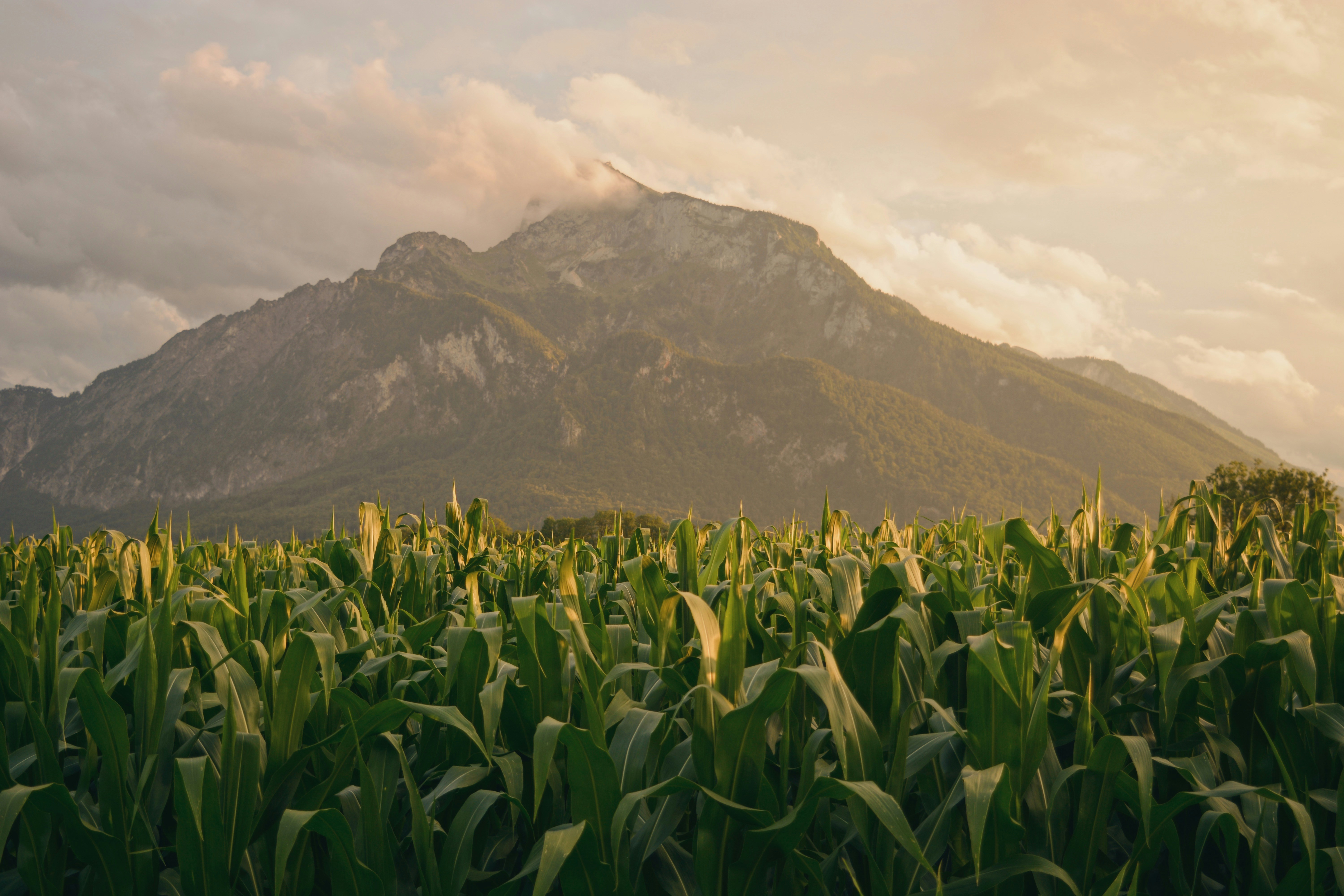 Featured image of post ​库克：苹果 AI 中文版努力进入中国市场，改变生活方式