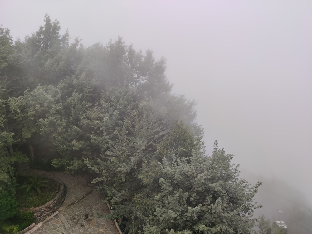 a foggy day in the woods with trees