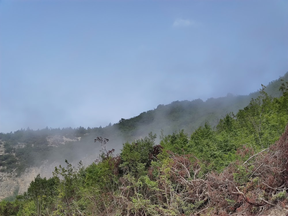 a foggy mountain with trees on the side of it