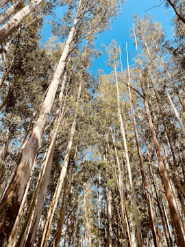 Tall, slender trees with light-colored bark stretch upwards toward a clear blue sky. The foliage is dense, but sunlight filters through, creating dappled patterns on the tree trunks. The scene is serene and natural, capturing the essence of a forest environment.