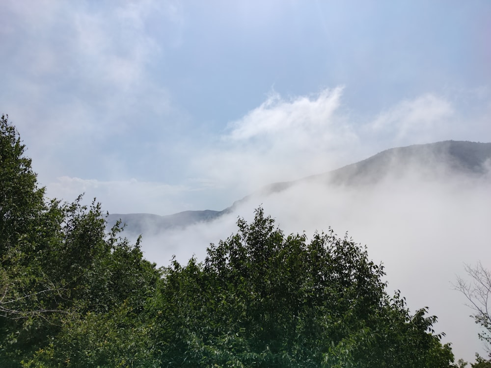a view of a foggy mountain with trees in the foreground