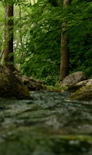 A serene forest with sunlight filtering through tall trees and a gentle stream flowing.
