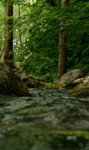 A serene forest with sunlight filtering through tall trees and a gentle stream flowing.