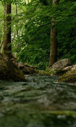 A serene forest scene with a fox and a raven near a flowing stream under soft sunlight