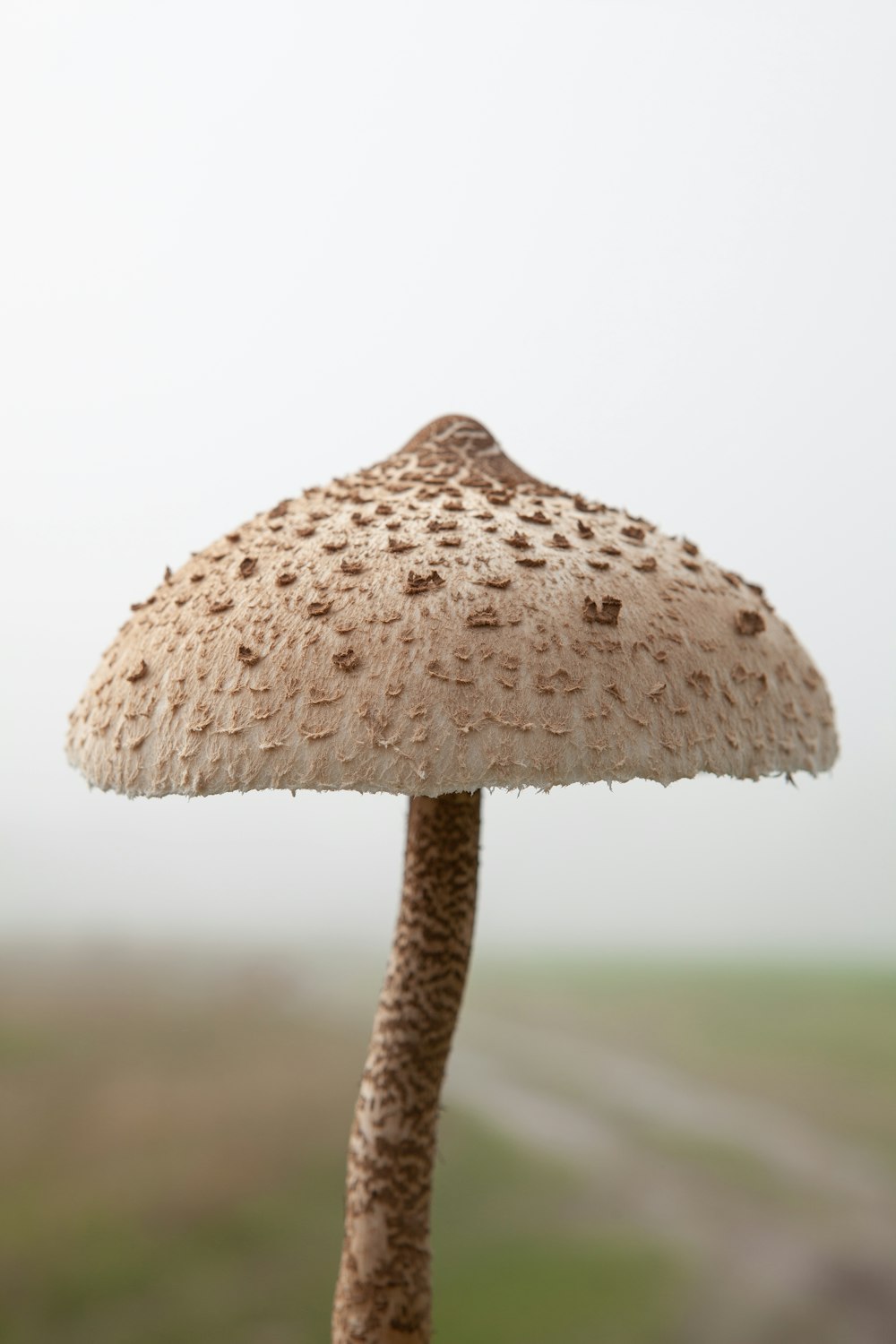 um cogumelo que está em cima de um poste