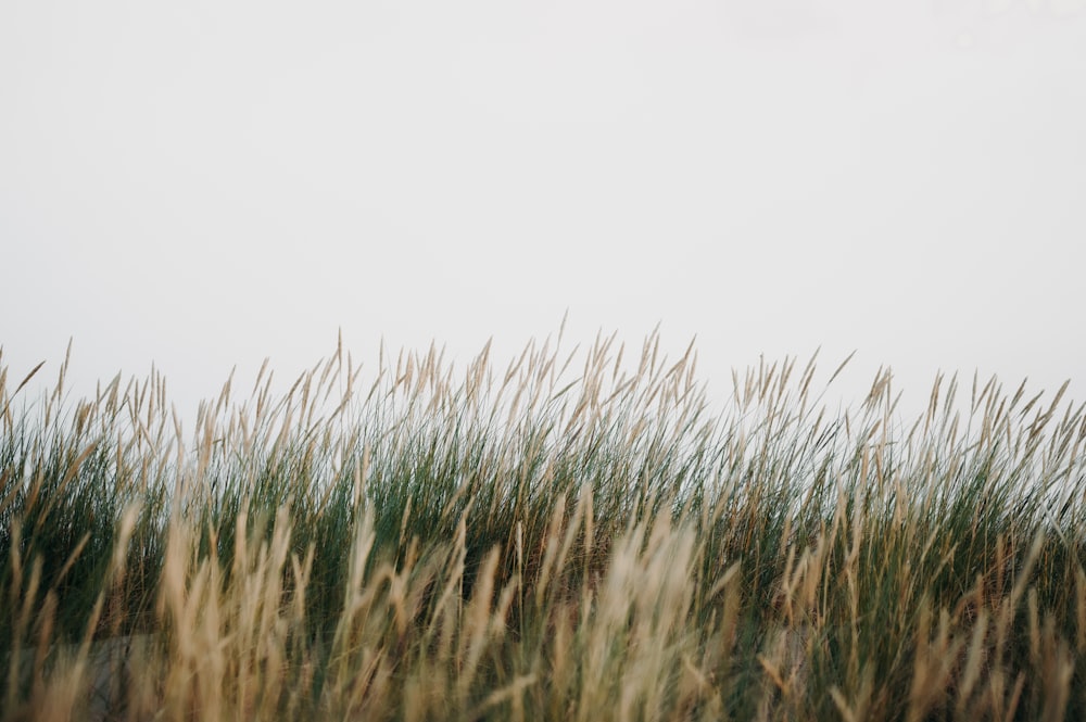 a field of tall grass blowing in the wind