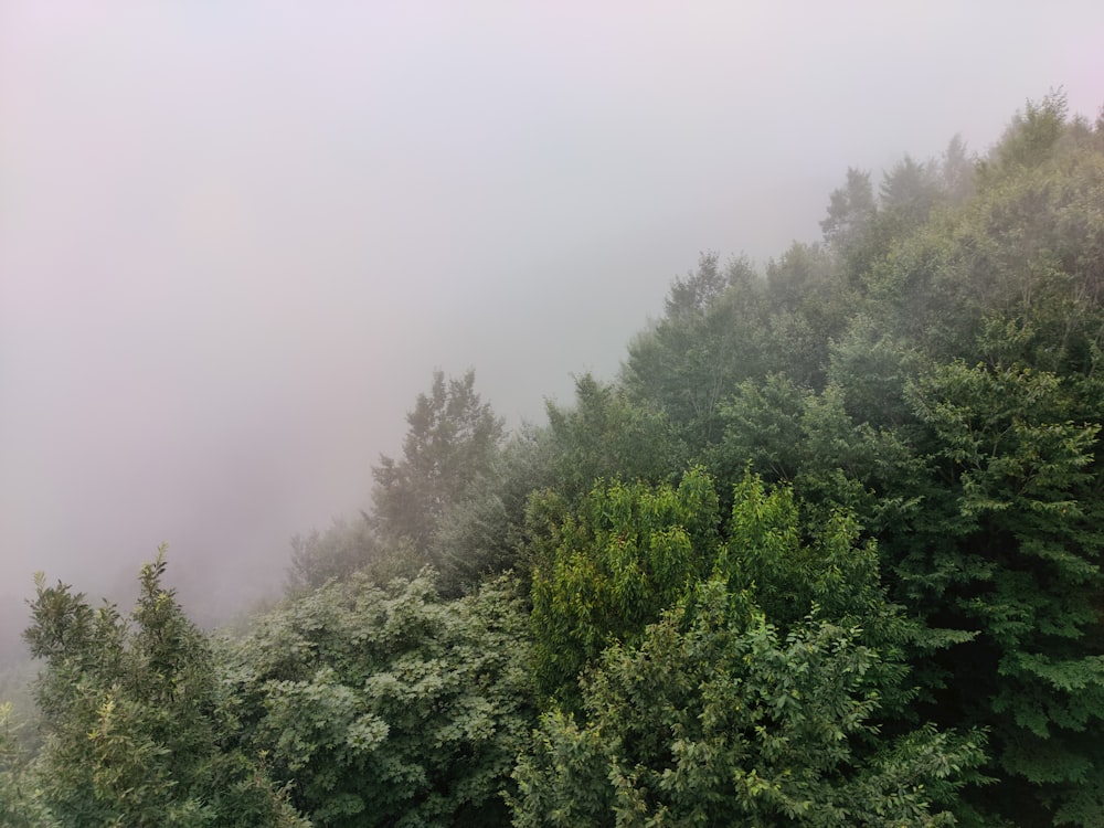 a foggy forest filled with lots of trees