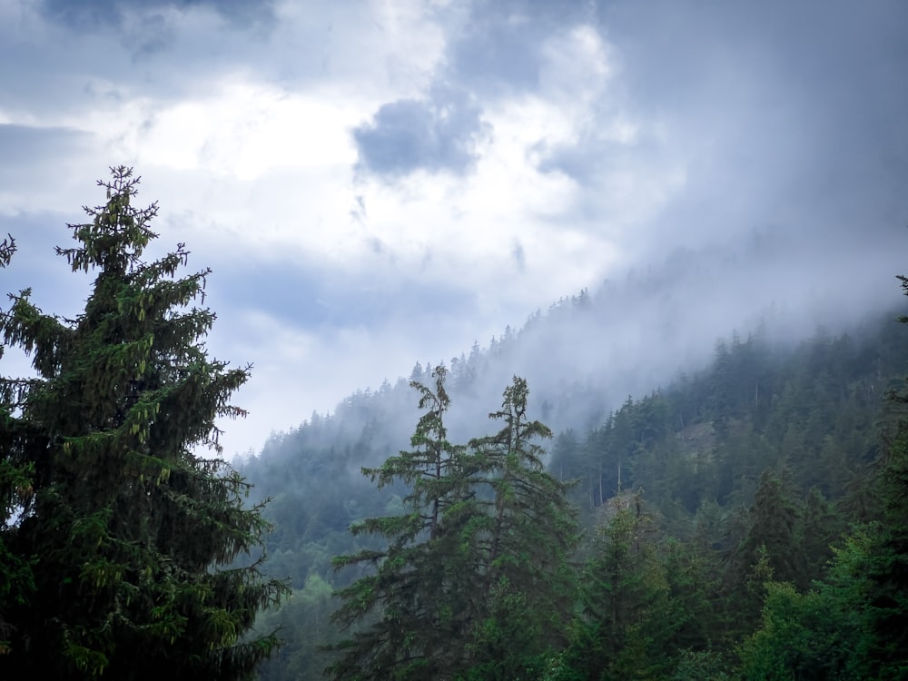 a forest filled with lots of trees under a cloudy sky