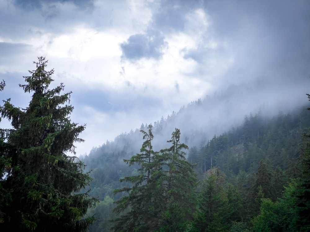 Un bosque lleno de muchos árboles bajo un cielo nublado