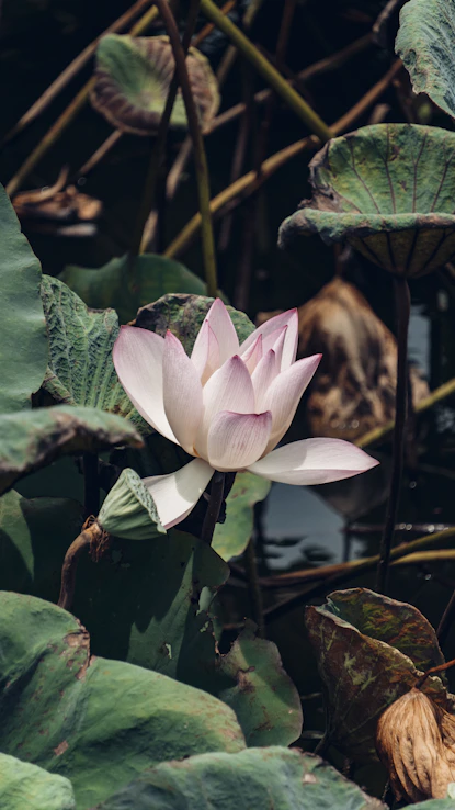 A serene lotus flower floating gently on a still pond surrounded by soft green leaves.