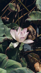 Minimalist image of a white lotus flower resting on a muted beige background.