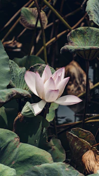 Minimalist image of a white lotus flower resting on a muted beige background.