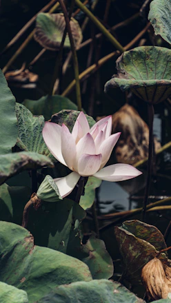 A serene lotus flower floating gently on a still pond surrounded by soft green leaves.