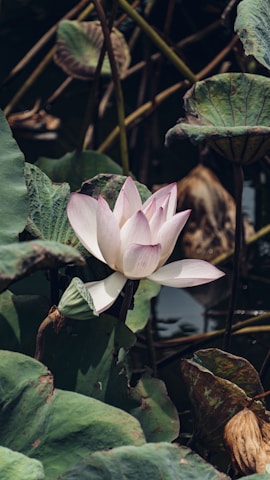 A serene lotus flower blooming softly against a beige background.