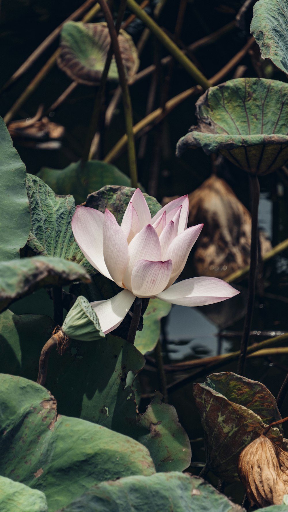 a pink lotus flower blooming in a pond