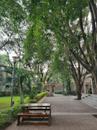 a couple of benches sitting under some trees