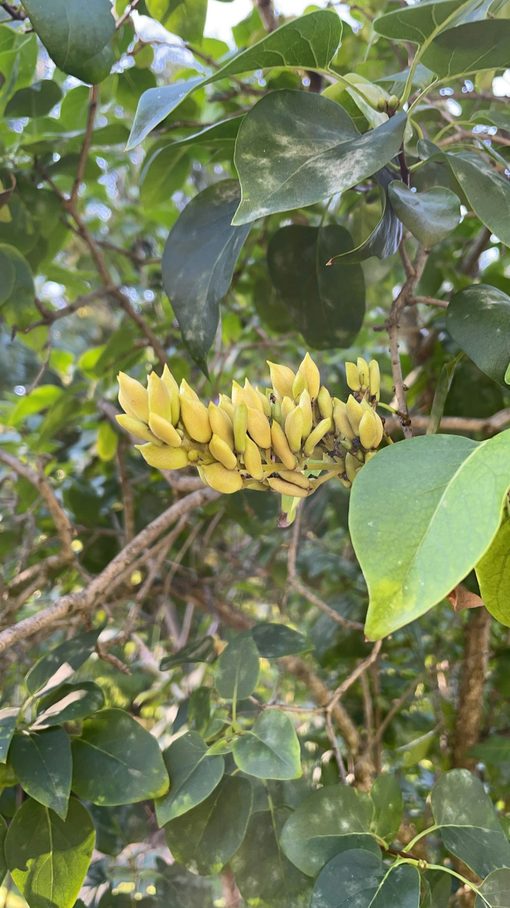 a bunch of bananas hanging from a tree