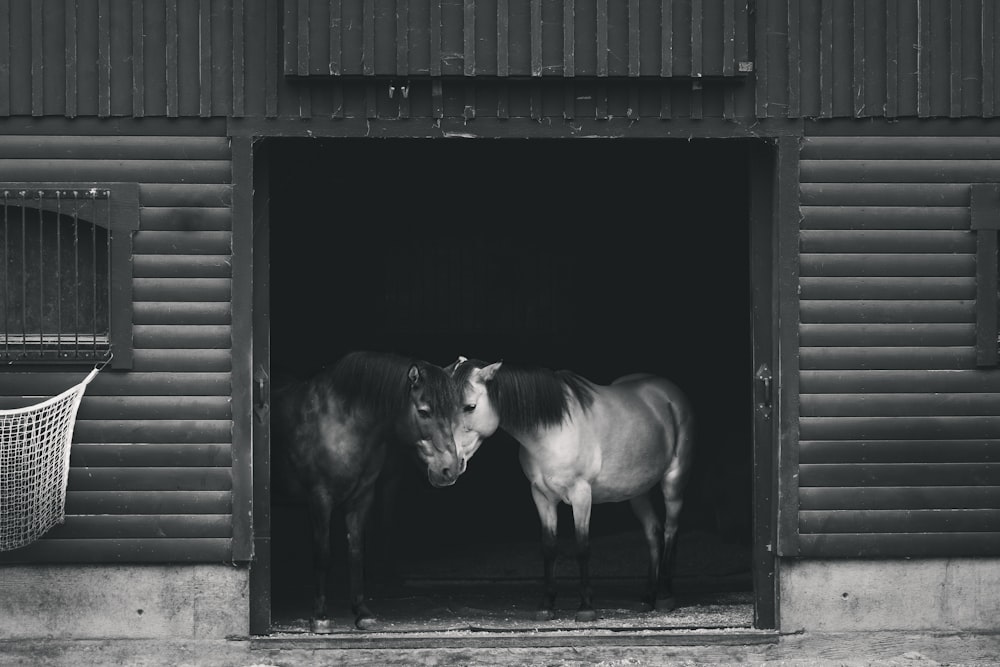 a couple of horses standing inside of a barn