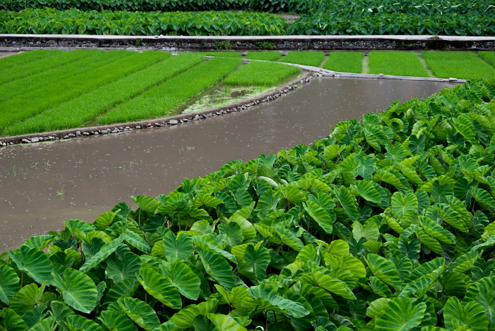 a lush green field next to a river