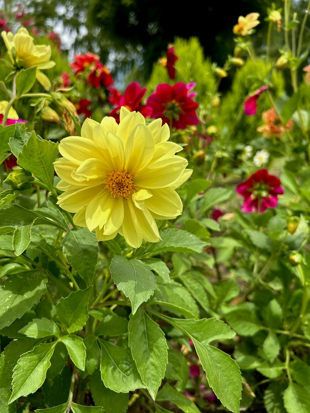 un ramo de flores que están en la hierba