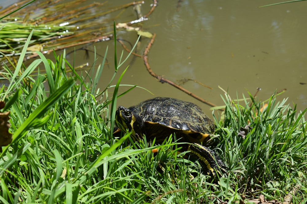 a turtle sitting in the grass next to a body of water