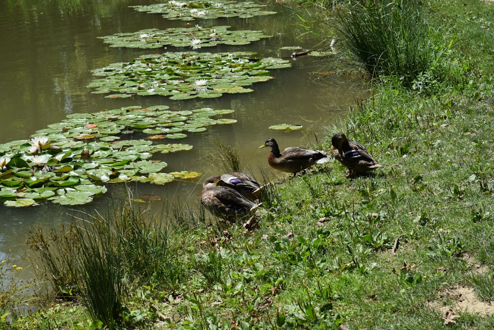 ein paar Enten, die im Gras stehen